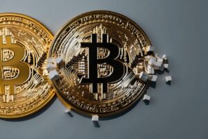 Image from The Shib Daily